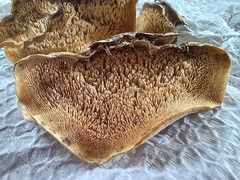 Steccherinum rawakense