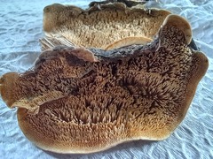 Steccherinum rawakense