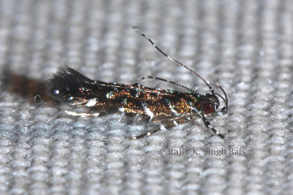 Stagmatophora faceta