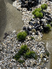 Ulva californica