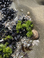 Ulva californica