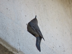 Monticola solitarius