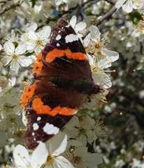 Vanessa atalanta