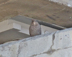 Monticola solitarius