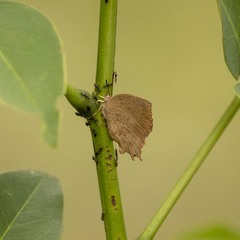 Surendra quercetorum