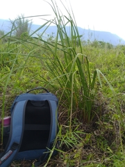 Cladium mariscus mariscus