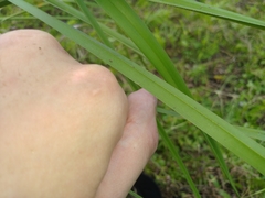 Cladium mariscus mariscus