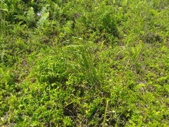 Cladium mariscus mariscus