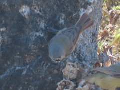 Anthoscopus minutus gigi