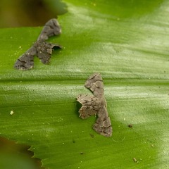 Dysaethria quadricaudata