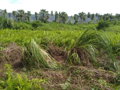 Cladium mariscus mariscus