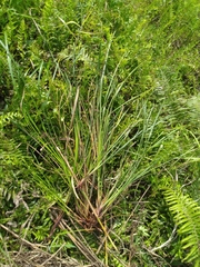Cladium mariscus mariscus