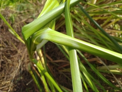 Cladium mariscus mariscus