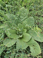 Verbascum thapsus thapsus