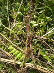 Cladium mariscus mariscus