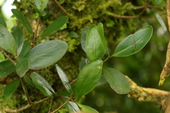 Benthamina alyxifolia