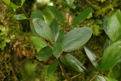 Benthamina alyxifolia