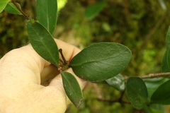 Benthamina alyxifolia