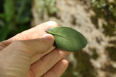 Benthamina alyxifolia