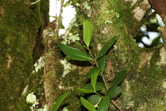 Benthamina alyxifolia