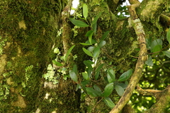 Benthamina alyxifolia