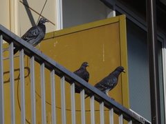 Columba livia domestica