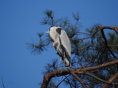 Ardea cinerea
