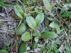 Myosotis australis