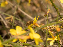 Anthophora villosula