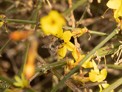 Anthophora melanognatha