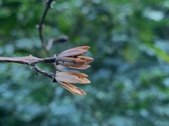 Alniphyllum pterospermum