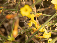 Anthophora melanognatha