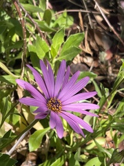 Dimorphotheca jucunda