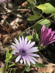 Dimorphotheca jucunda