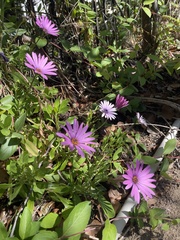 Dimorphotheca jucunda