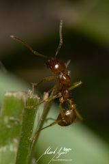 Aphaenogaster pythia