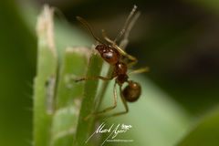 Aphaenogaster pythia