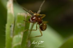 Aphaenogaster pythia