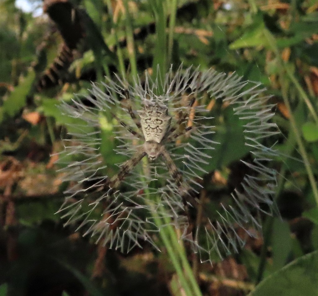 Garden Orbweavers from Mbuluzi Game Reserve, Eswatini on March 14, 2022