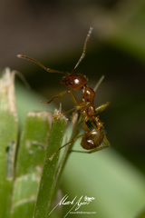 Aphaenogaster pythia