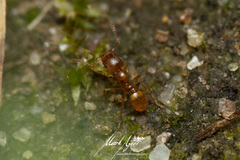 Pheidole rugosula