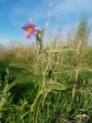 Solanum esuriale