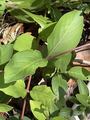 Dimorphotheca jucunda