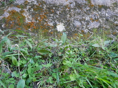 Myosotis australis