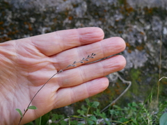 Myosotis australis