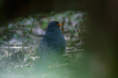 Turdus simillimus