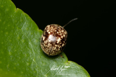 Paropsisterna tigrina