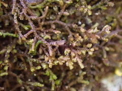 Frullania pycnantha
