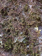 Frullania pycnantha