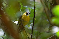 Pycnonotus penicillatus